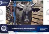 Cae “el toro fugitivo” tras operativo por abigeato