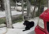 Investigan muerte de “Hachi” en Ciudad Valles; FGE abre carpeta por posible maltrato animal