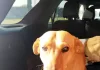 Perritos traviesos andaban en un puente y terminan rescatados