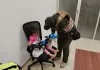 ¡Inhumano! Reporte anónimo alerta sobre presunta violencia contra niña de 3 años