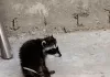 ¡Los mapaches andaban de visita y terminaron rescatados!